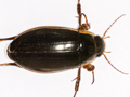 Dytiscus dimidiatus